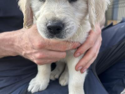 Male Golden Retriever puppies for sale in Offaly