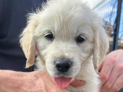 Male Golden Retriever puppies for sale in Offaly