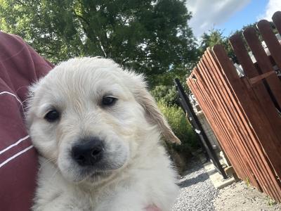 Male Golden Retriever puppies for sale in Offaly