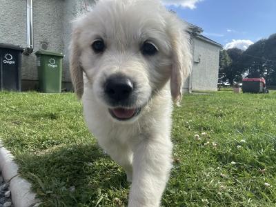 Male Golden Retriever puppies for sale in Offaly