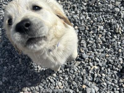 Male Golden Retriever puppies for sale in Offaly