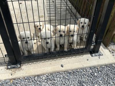 Male Golden Retriever puppies for sale in Offaly