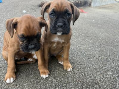 Beautiful female Boxer puppy