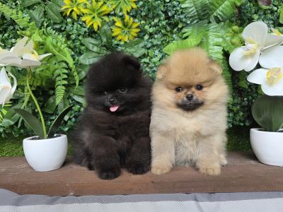 Gorgeous IKC Registered Pomeranian puppies 🐶 in Laois