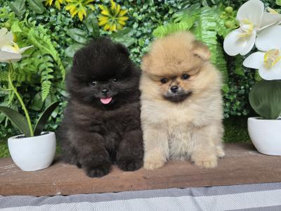 Gorgeous Pomeranian puppies 🐶