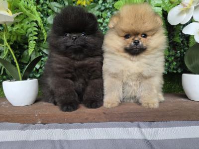 Gorgeous IKC Registered Pomeranian puppies 🐶 in Laois