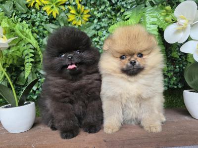 Gorgeous IKC Registered Pomeranian puppies 🐶 in Laois