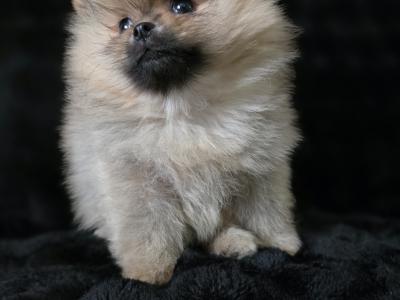 Gorgeous IKC Registered Pomeranian puppies 🐶 in Laois