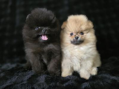 Gorgeous IKC Registered Pomeranian puppies 🐶 in Laois