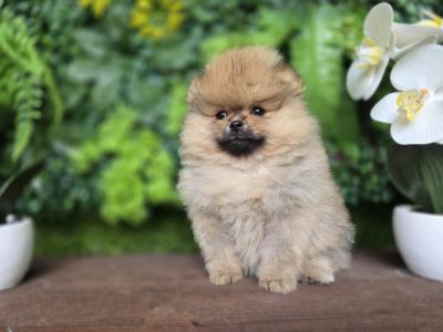 Gorgeous IKC Registered Pomeranian puppies 🐶 in Laois