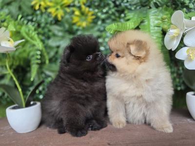 Gorgeous IKC Registered Pomeranian puppies 🐶 in Laois