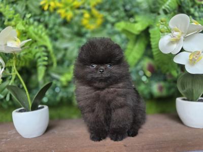 Gorgeous IKC Registered Pomeranian puppies 🐶 in Laois