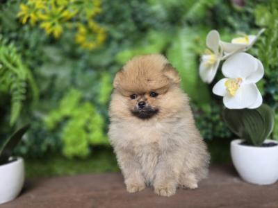 Gorgeous IKC Registered Pomeranian puppies 🐶 in Laois