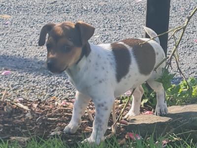 Playful Miniature Jack Russell puppies in Tipperary