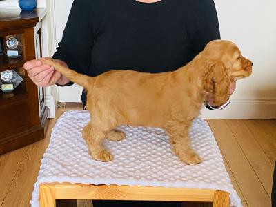 IKC English Cocker Spaniel