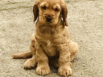 IKC English Cocker Spaniel