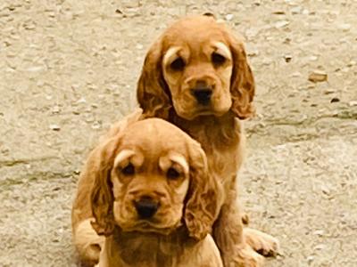 IKC English Cocker Spaniel