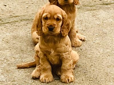 IKC Registered English Cocker Spaniel puppies in Wexford