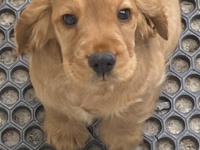 IKC English Cocker Spaniel