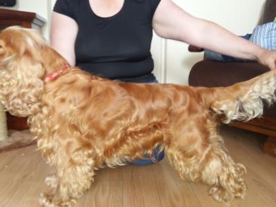 IKC English Cocker Spaniel