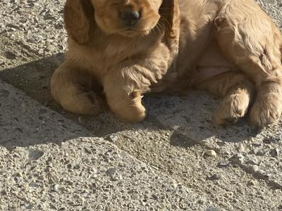 IKC English Cocker Spaniel