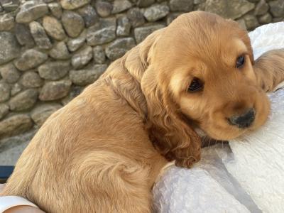 IKC English Cocker Spaniel