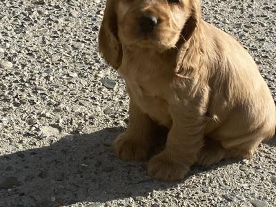 IKC English Cocker Spaniel