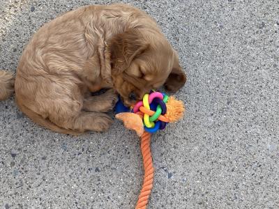 IKC English Cocker Spaniel