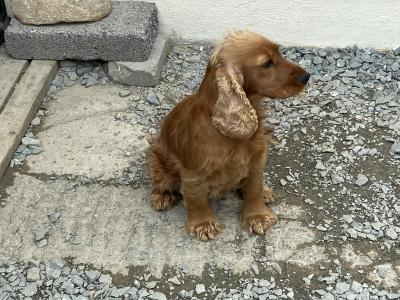 IKC English Cocker Spaniel