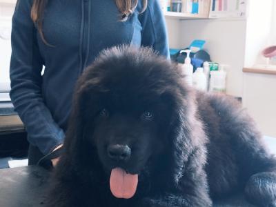 Quality IKC Registered Pedigree Newfoundland (male)