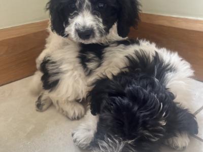 Beautiful Springer Spaniel x Bichon Frise Puppies