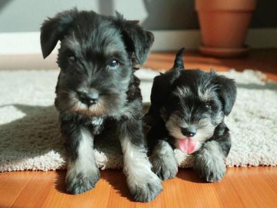 Miniature Schnauzer puppies