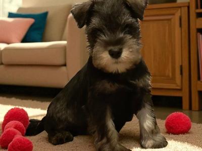 Miniature Schnauzer puppies