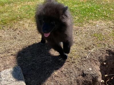 Male Pomeranian puppy for sale in Cork!