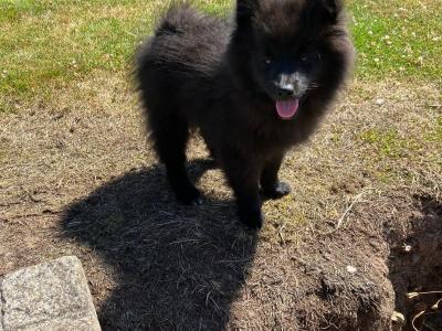 Male Pomeranian puppy for sale in Cork!