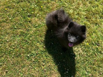 Male Pomeranian puppy for sale in Cork!