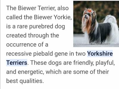❤️Rare Biewer Yorkshire x Maltese puppies (Malbie's) puppy available due to last min cancellation  🐕