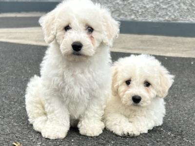 2 beautiful male Bichon Frise puppies