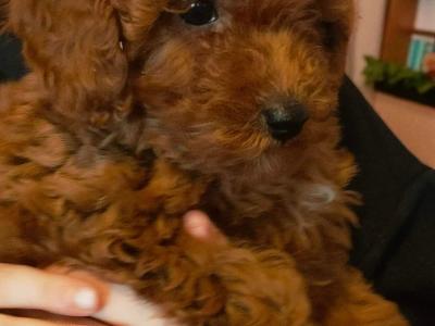 Miniature Poodle puppies in Galway