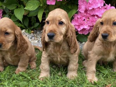 IKC Registered Cocker Spaniel puppies in Laois