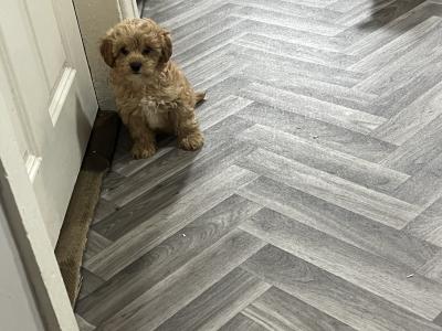 Champion health checked Cavapoo puppies 🐶