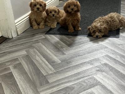 Champion health checked Cavapoo puppies 🐶