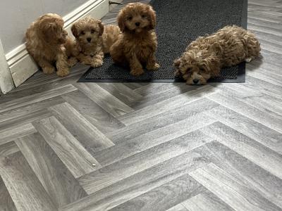 Champion health checked Cavapoo puppies 🐶
