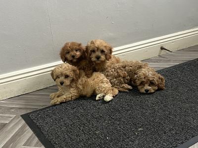 Champion health checked Cavapoo puppies 🐶