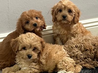 Champion health checked Cavapoo puppies 🐶
