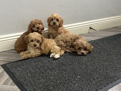 Champion health checked Cavapoo puppies 🐶