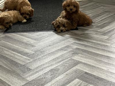 Champion health checked Cavapoo puppies 🐶