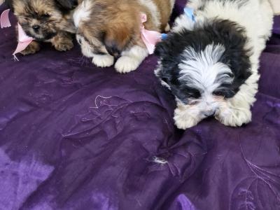 Imperial Shih Tzu puppies in Clare