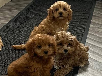Champion health checked Cavapoo puppies 🐶