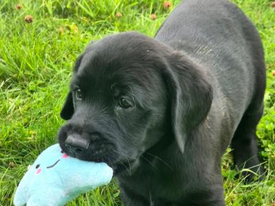 Purebred Labrador puppies in Tipperary